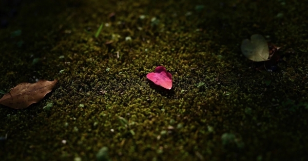 20260218wildbirdpark-1