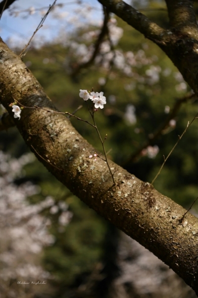 20260325cherryblossom-11