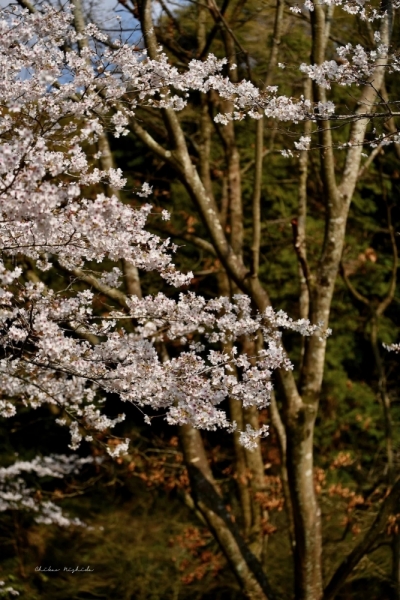 20260325cherryblossom-12