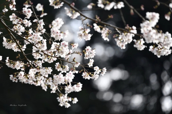 20260325cherryblossom-2