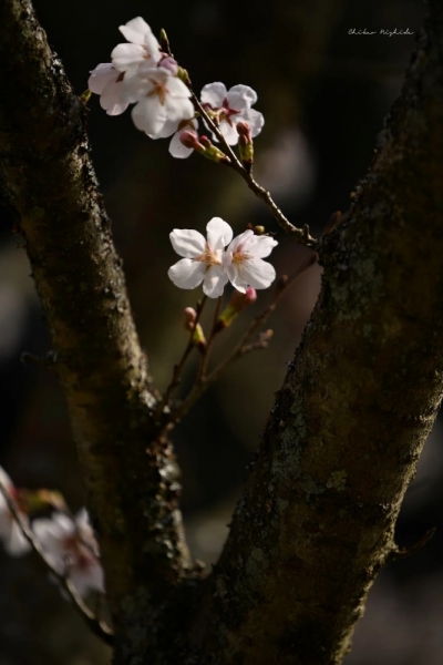 20260325cherryblossom-3