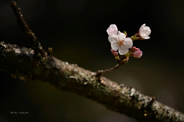 20260325cherryblossom-4