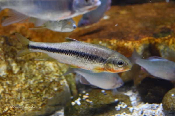 20260516fishes-11