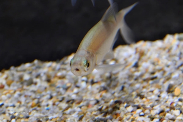 20260516fishes-14
