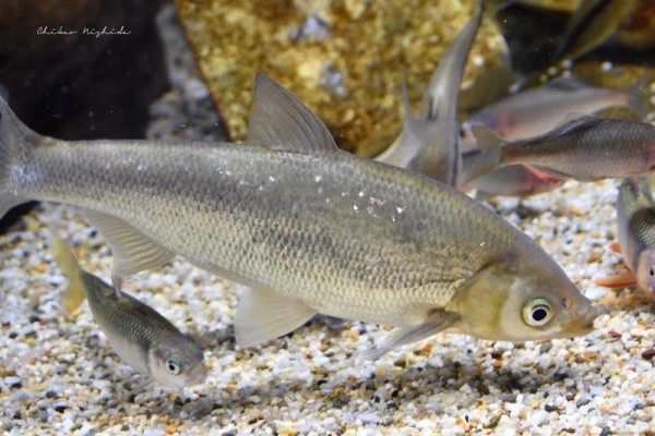 20260516fishes-4