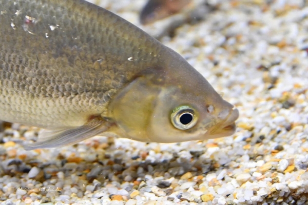20260516fishes-5