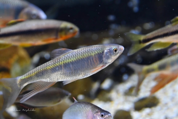 20260516fishes-9